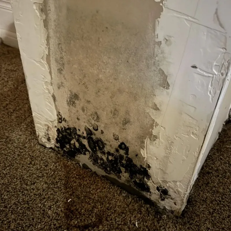 Professional Mold Removal in Roland, OK